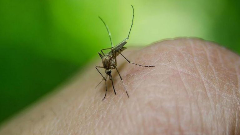 Sağlık Bakanlığı Batı Nil Virüsü Hakkında Açıklama