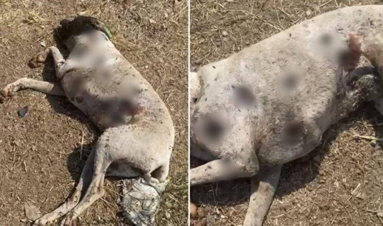 Öldürülen köpekler bulundu… Soruşturma başlatıldı! – Türkiye’den son dakika haberleri