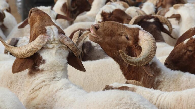 Eid’in namazından önce katledilen kurbanlar geçerli değil “Diyanet’ten uyarı