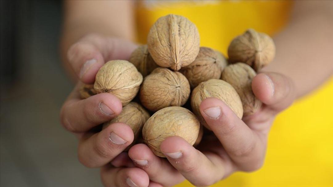 Cevizin faydaları nelerdir? Beyinden kalbe sağlığınıza tam destek: Günde ne kadar fındık tüketilmeli? Ceviz hangi organa iyi gelir? 2